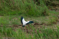 Nimmersatt (19 von 22).jpg